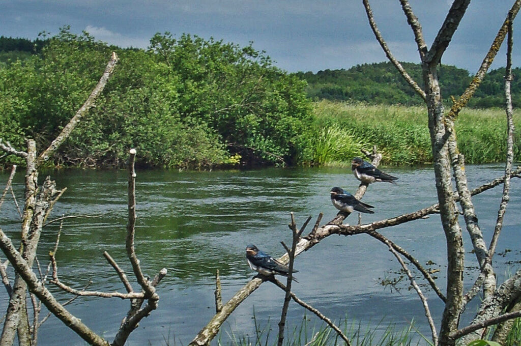 svaler ved åen, silkeborg