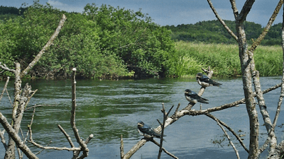Silkeborg FF Silkeborg FF fiskevand